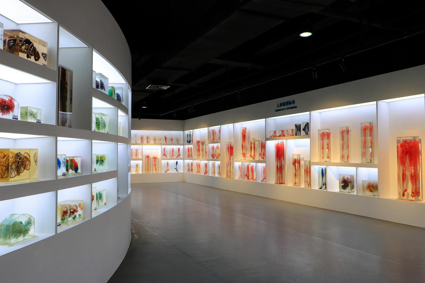 永利集团304官方入口人体科学馆铸型标本展区