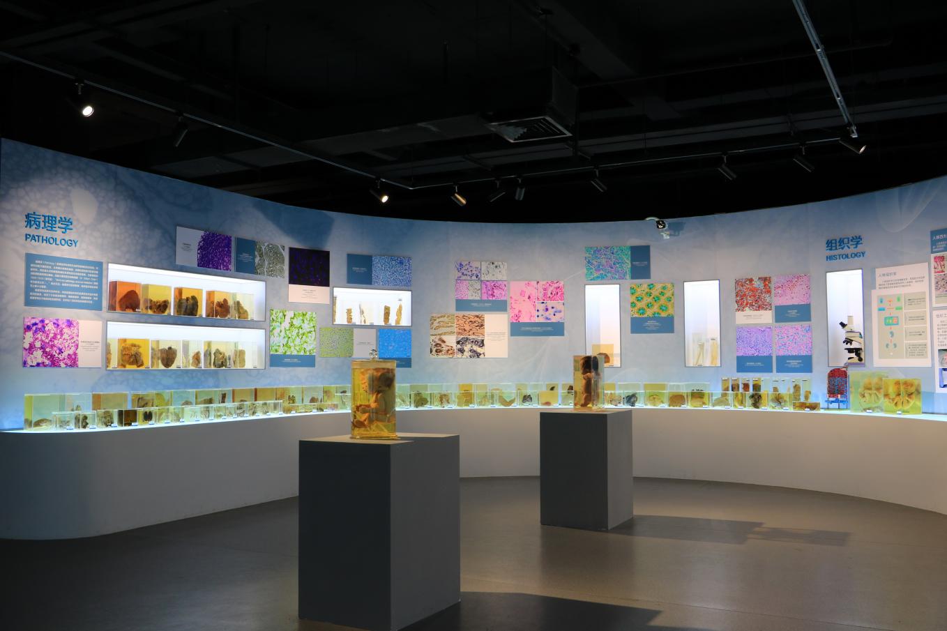 永利集团304官方入口人体科学馆病理、组胚标本展区